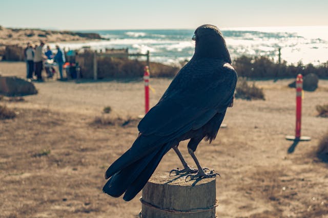 oiseau